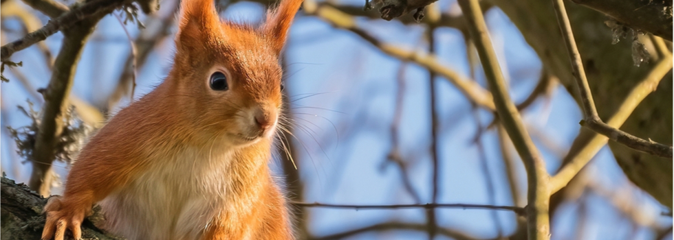 A red squirrel on the Isle of Wight.
